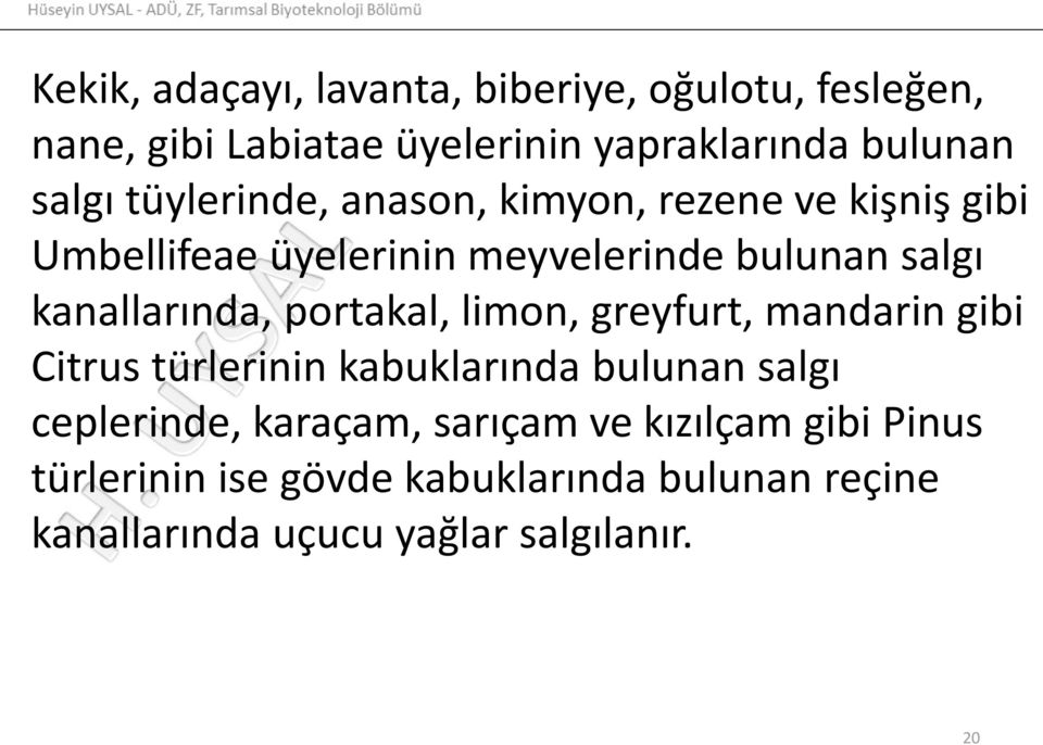 portakal, limon, greyfurt, mandarin gibi Citrus türlerinin kabuklarında bulunan salgı ceplerinde, karaçam,