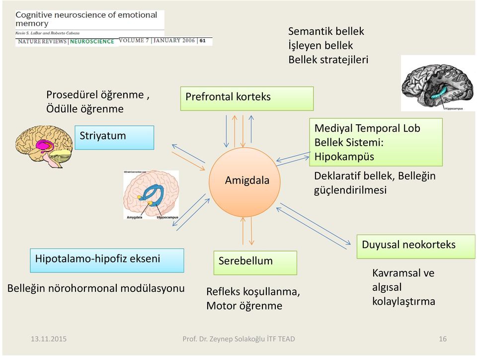 Deklaratif bellek, Belleğin güçlendirilmesi Hipotalamo hipofiz ekseni Belleğin nörohormonal