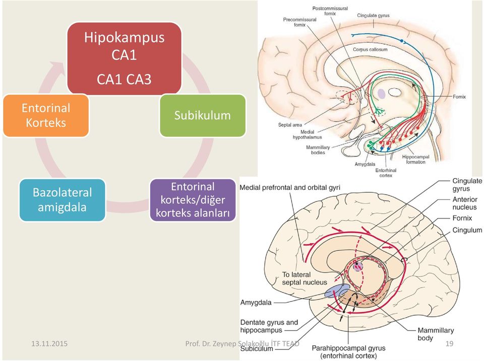 Bazolateral amigdala