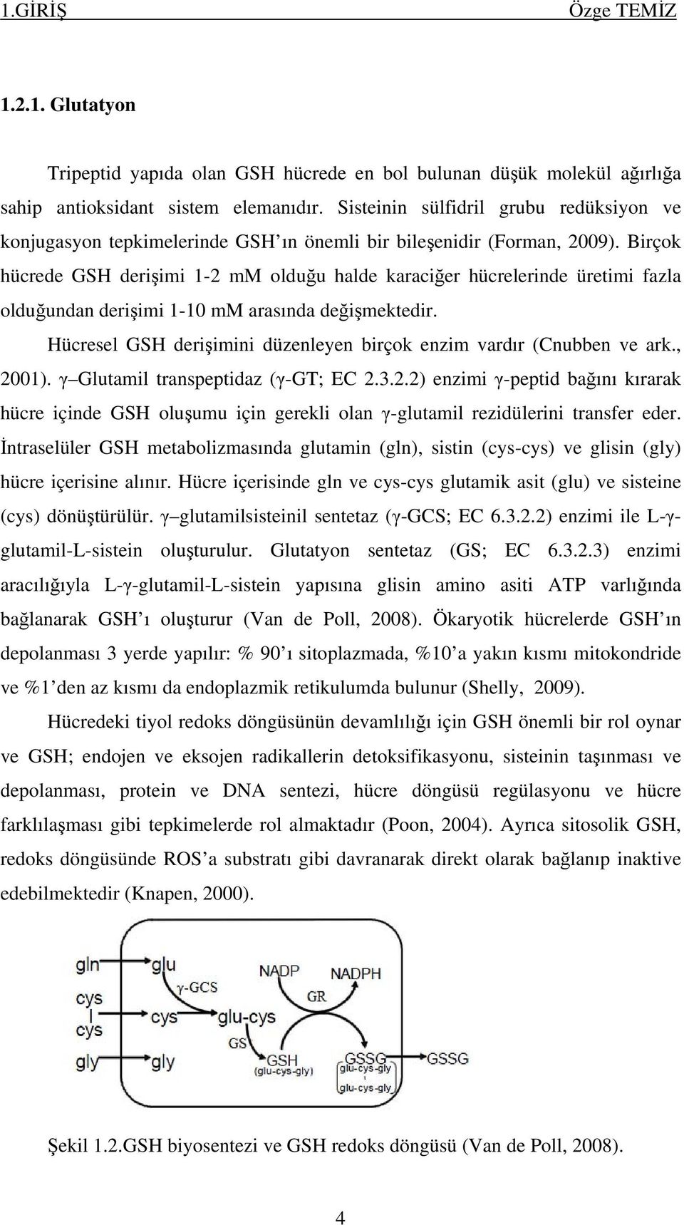 Birçok hücrede GSH derişimi 1-2 mm olduğu halde karaciğer hücrelerinde üretimi fazla olduğundan derişimi 1-10 mm arasında değişmektedir.