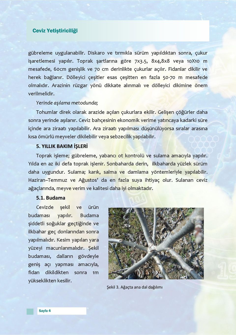 Arazinin rüzgar yönü dikkate alınmalı ve dölleyici dikimine önem verilmelidir. Yerinde aşılama metodunda; Tohumlar direk olarak arazide açılan çukurlara ekilir.