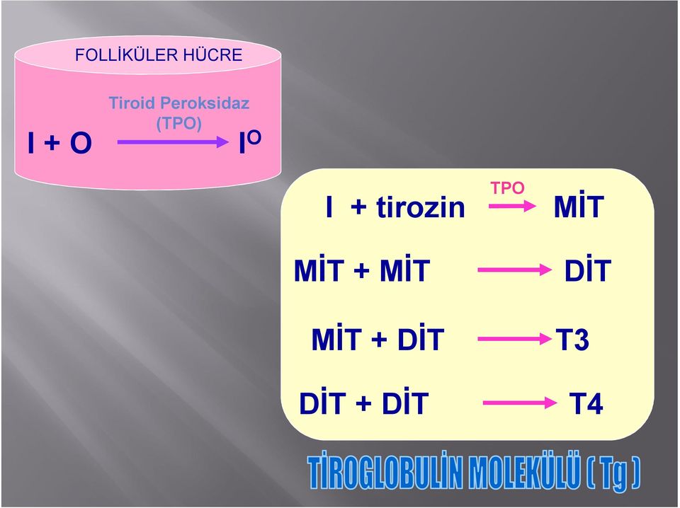 I + tirozin MİT + MİT MİT +