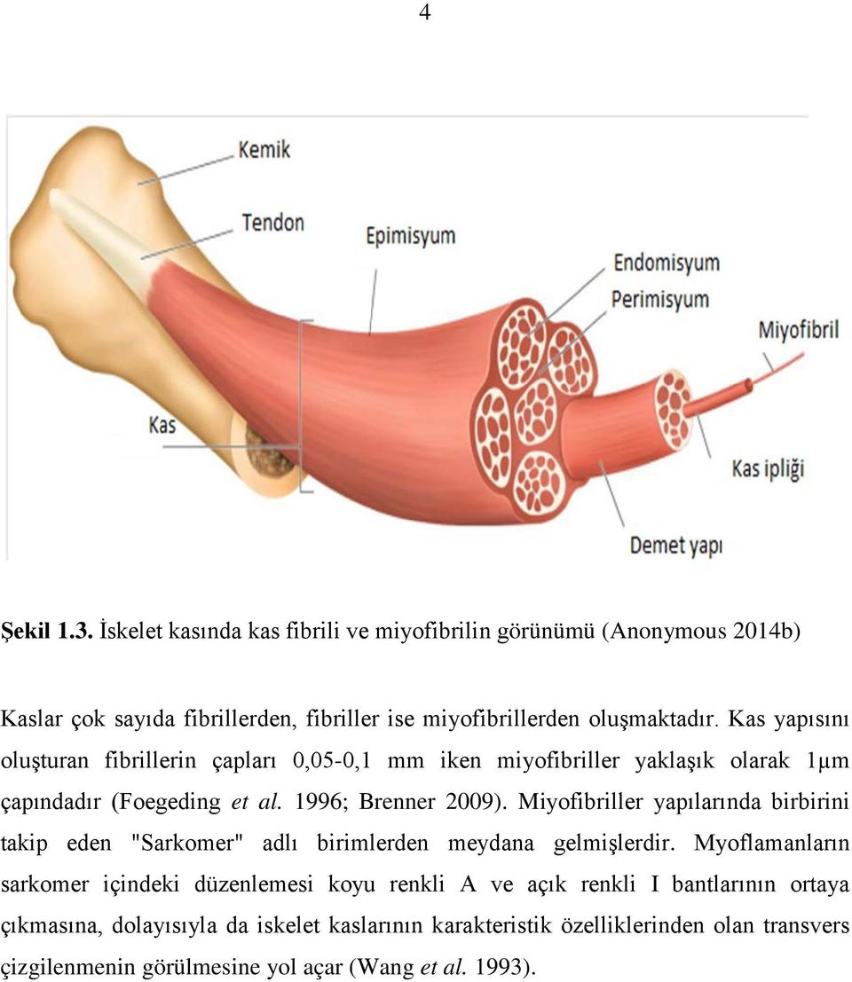 Miyofibriller yapılarında birbirini takip eden "Sarkomer" adlı birimlerden meydana gelmişlerdir.