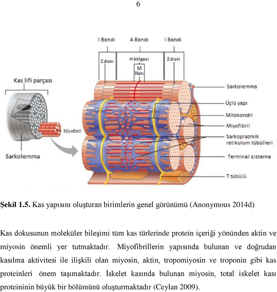 protein içeriği yönünden aktin ve miyosin önemli yer tutmaktadır.