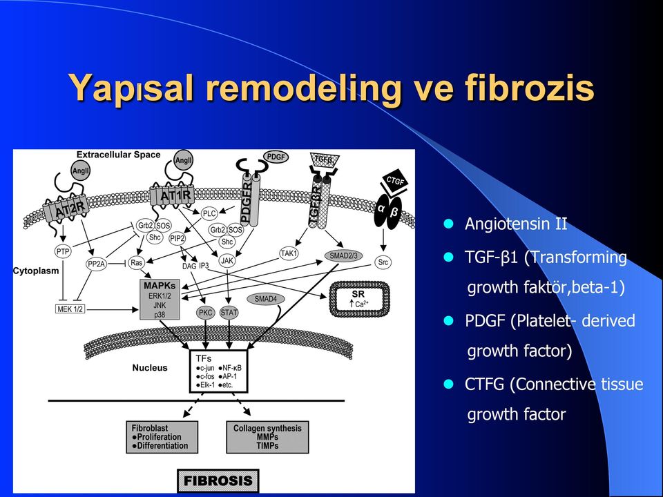 growth faktör,beta-1) PDGF (Platelet-