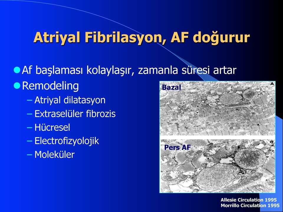 Extraselüler fibrozis Hücresel Electrofizyolojik