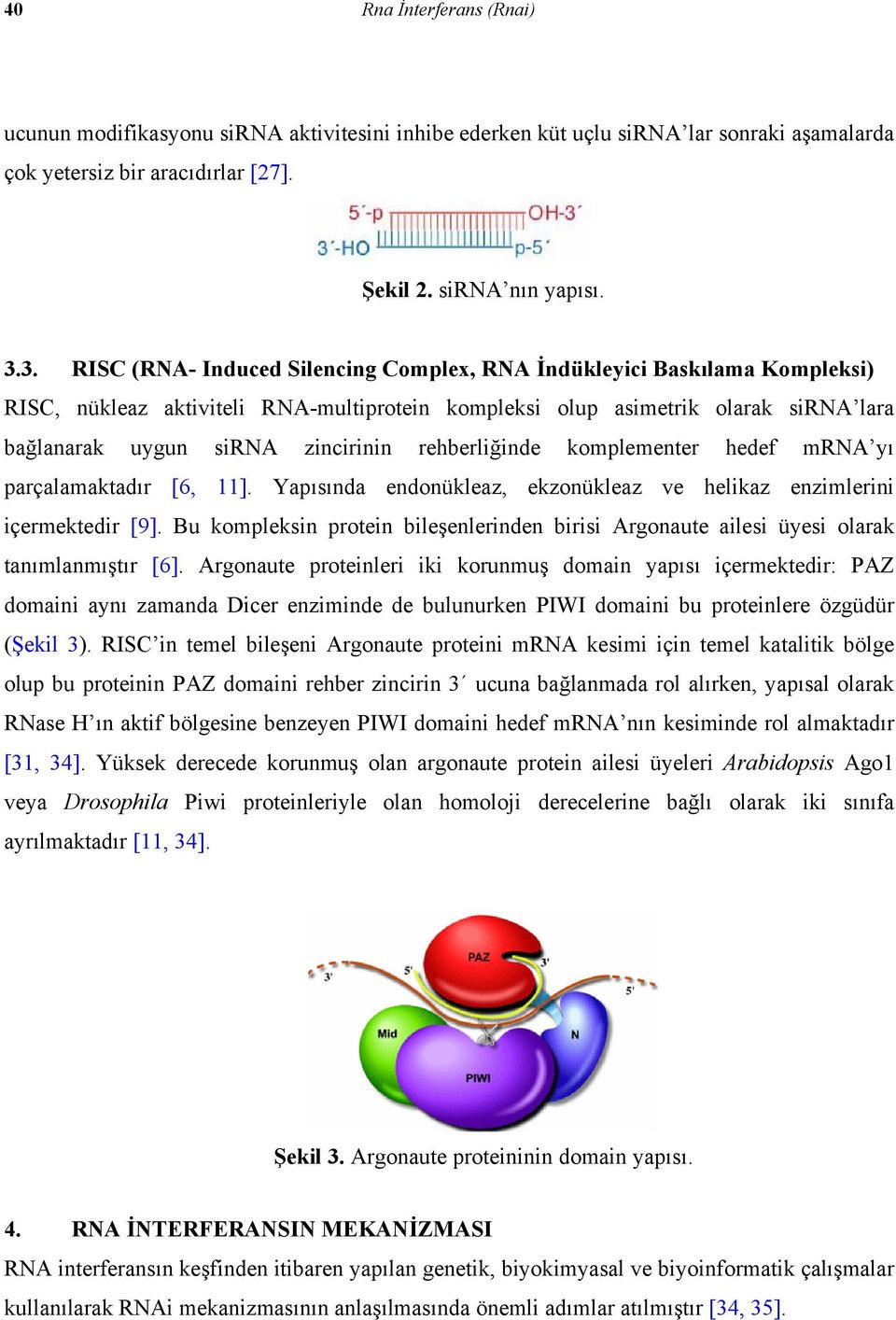 rehberliğinde komplementer hedef mrna yı parçalamaktadır [6, 11]. Yapısında endonükleaz, ekzonükleaz ve helikaz enzimlerini içermektedir [9].