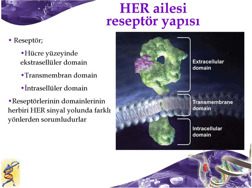 domain İntrasellüler domain Reseptörlerinin