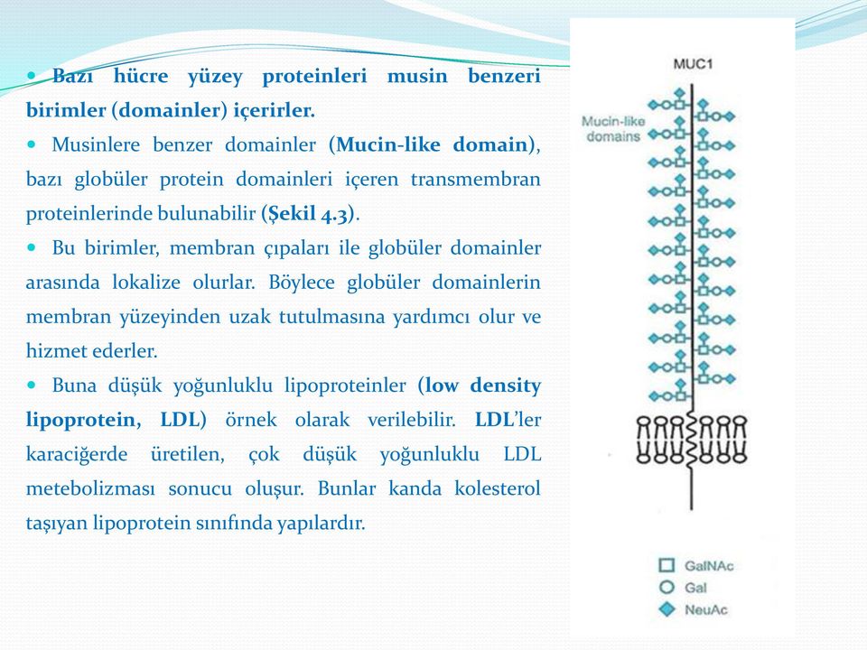 Bu birimler, membran çıpaları ile globüler domainler arasında lokalize olurlar.