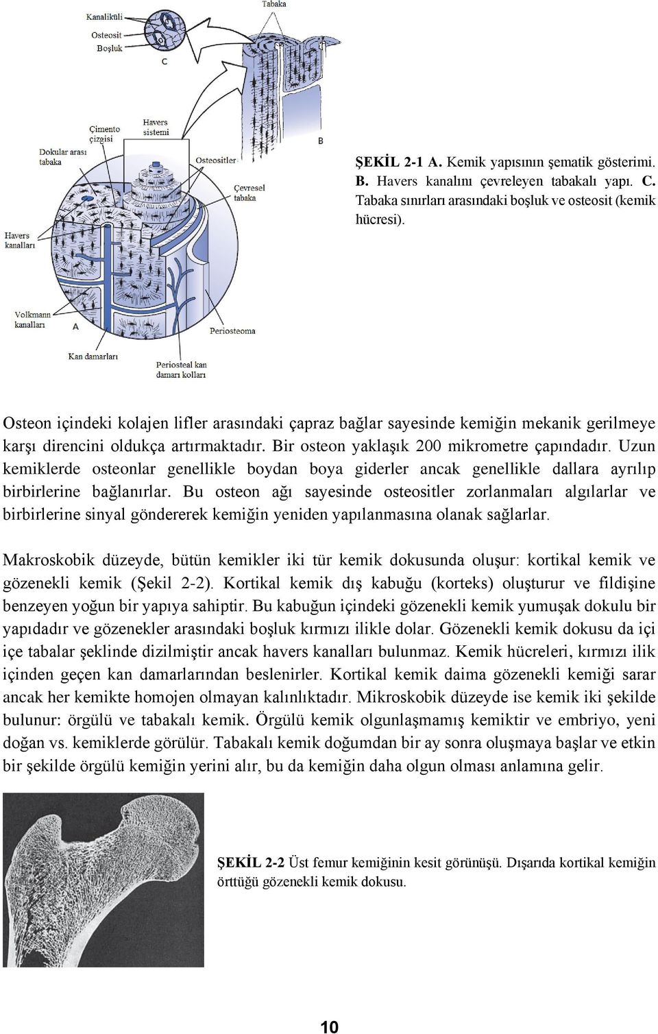 Uzun kemiklerde osteonlar genellikle boydan boya giderler ancak genellikle dallara ayrılıp birbirlerine bağlanırlar.