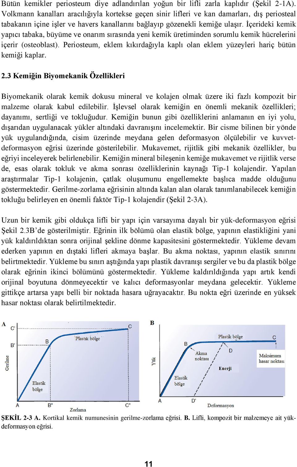 İçerideki kemik yapıcı tabaka, büyüme ve onarım sırasında yeni kemik üretiminden sorumlu kemik hücrelerini içerir (osteoblast).