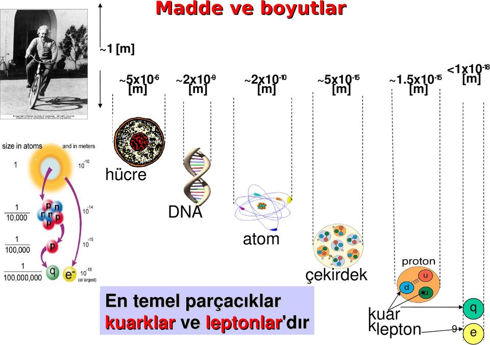 5x10 15 [m] [m] hücre DNA atom çekirdek En