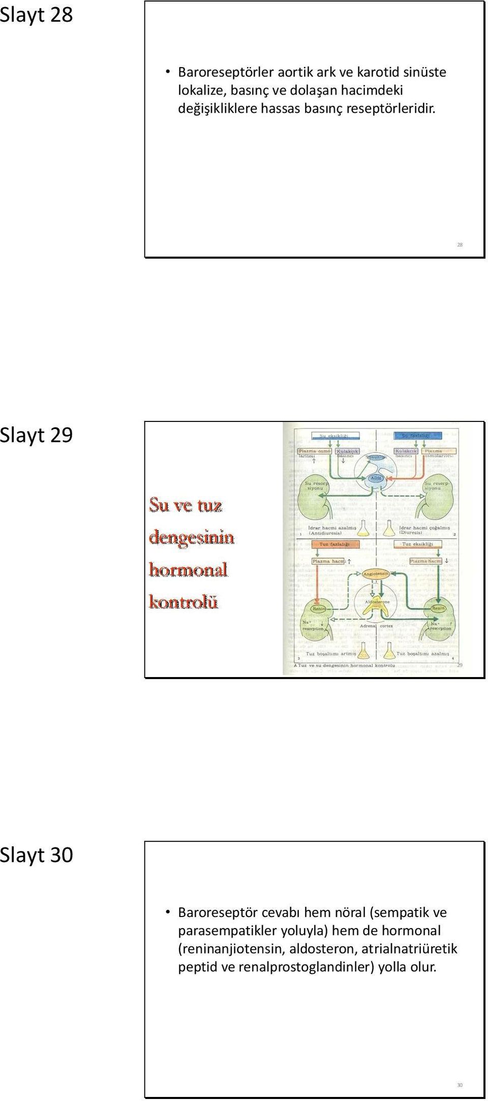 28 Slayt 29 Su ve tuz dengesinin hormonal kontrolü 29 Slayt 30 Baroreseptör cevabı hem nöral