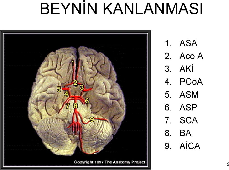 PCoA 5. ASM 6. ASP 7.