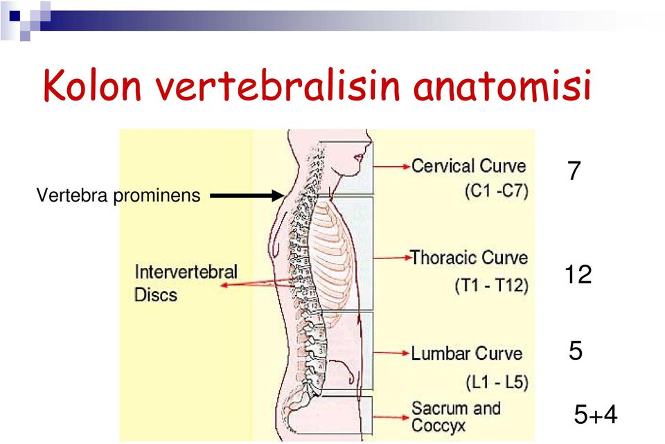 anatomisi