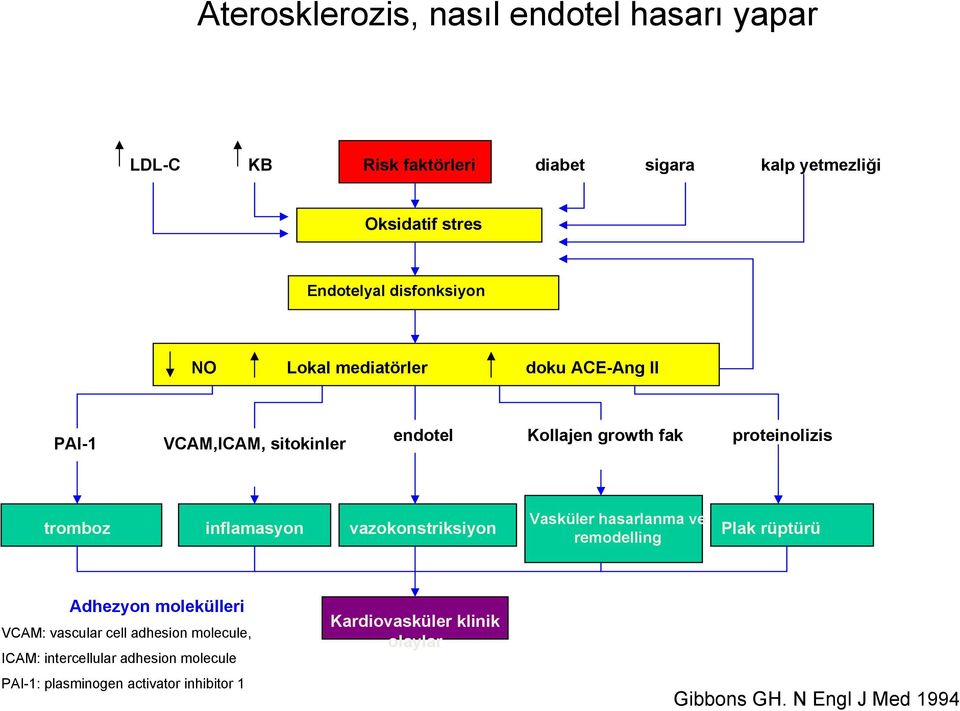 inflamasyon vazokonstriksiyon Vasküler hasarlanma ve remodelling Plak rüptürü Adhezyon molekülleri VCAM: vascular cell adhesion