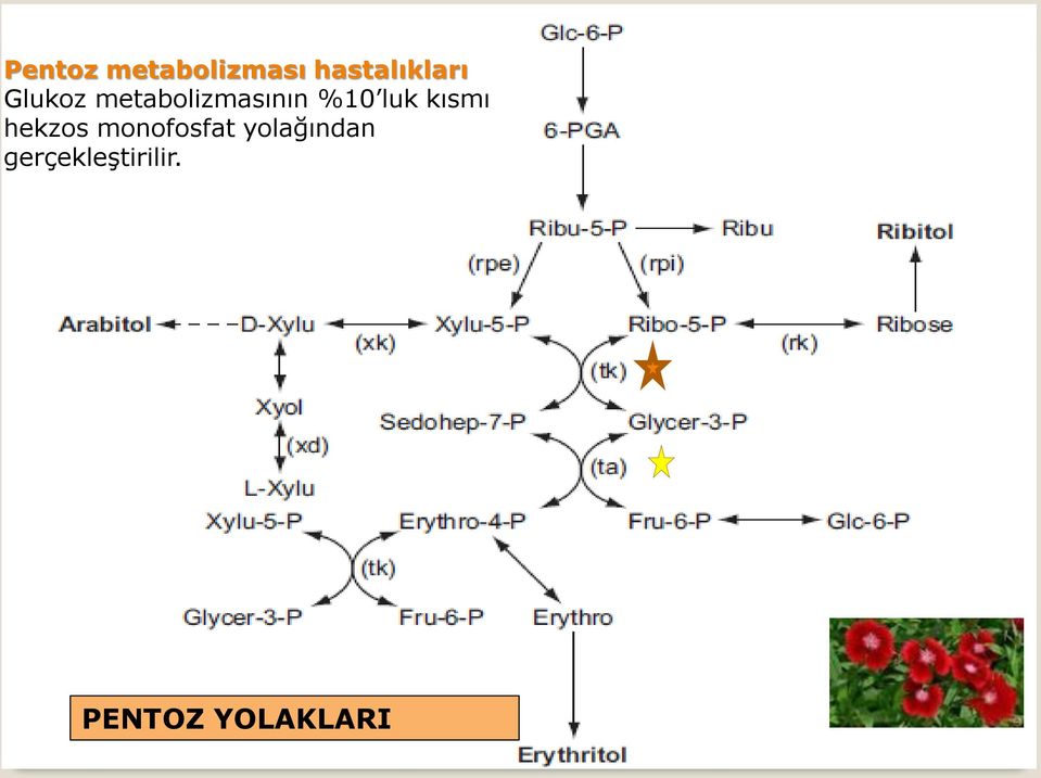 kısmı hekzos monofosfat