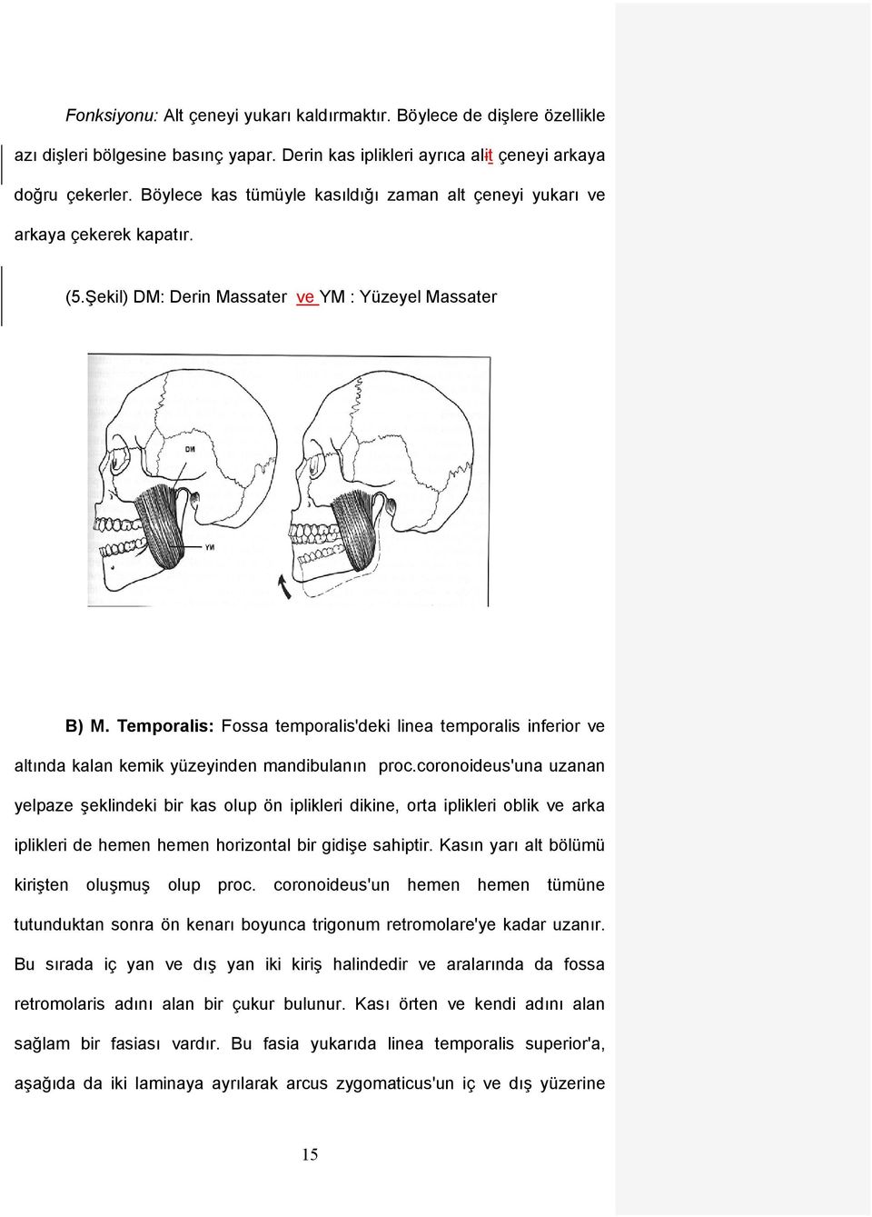 Temporalis: Fossa temporalis'deki linea temporalis inferior ve altında kalan kemik yüzeyinden mandibulanın proc.