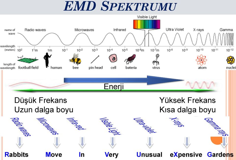 Frekans Kısa dalga boyu Rabbits