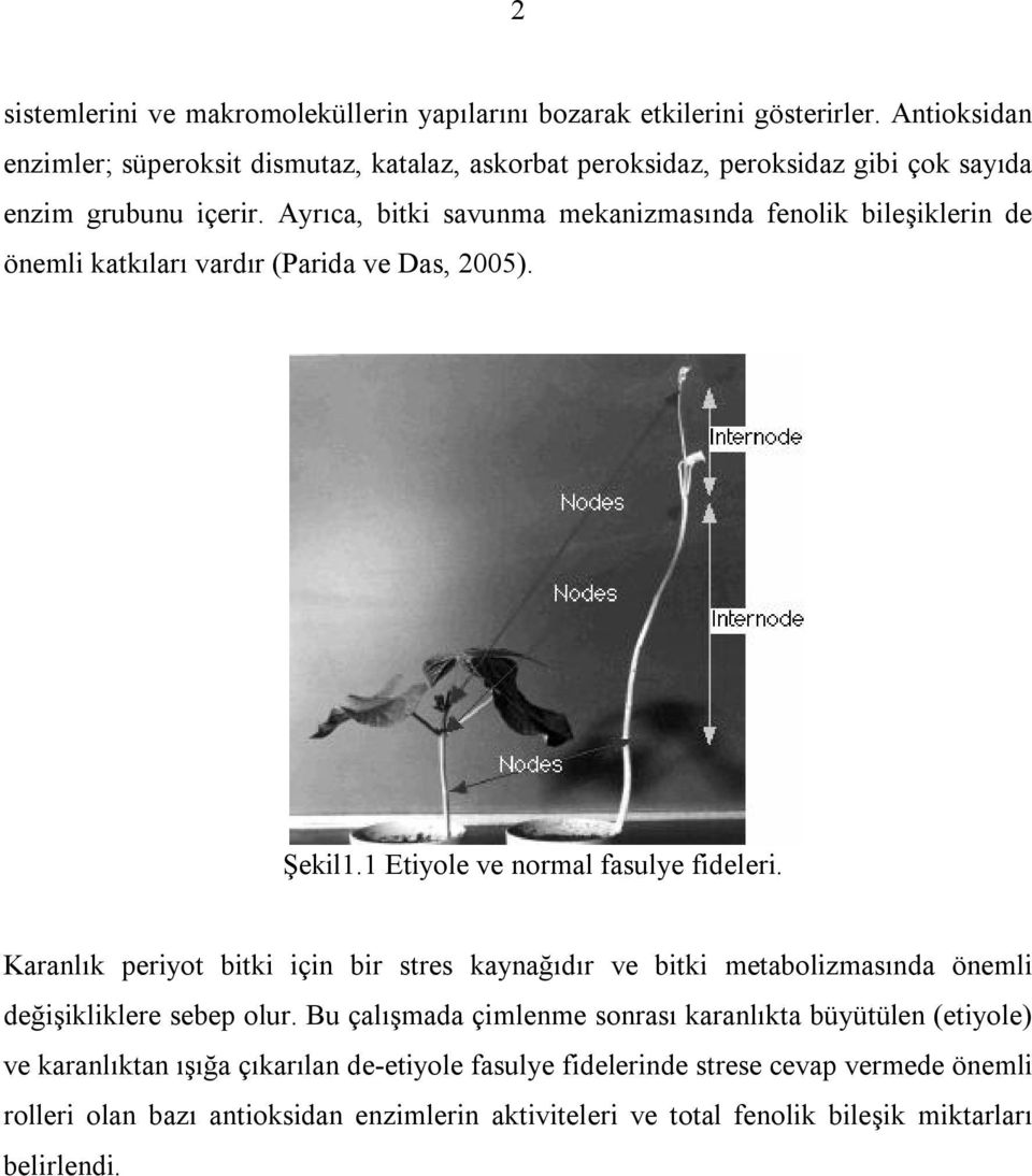 Ayrıca, bitki savunma mekanizmasında fenolik bileşiklerin de önemli katkıları vardır (Parida ve Das, 2005). Şekil1.1 Etiyole ve normal fasulye fideleri.