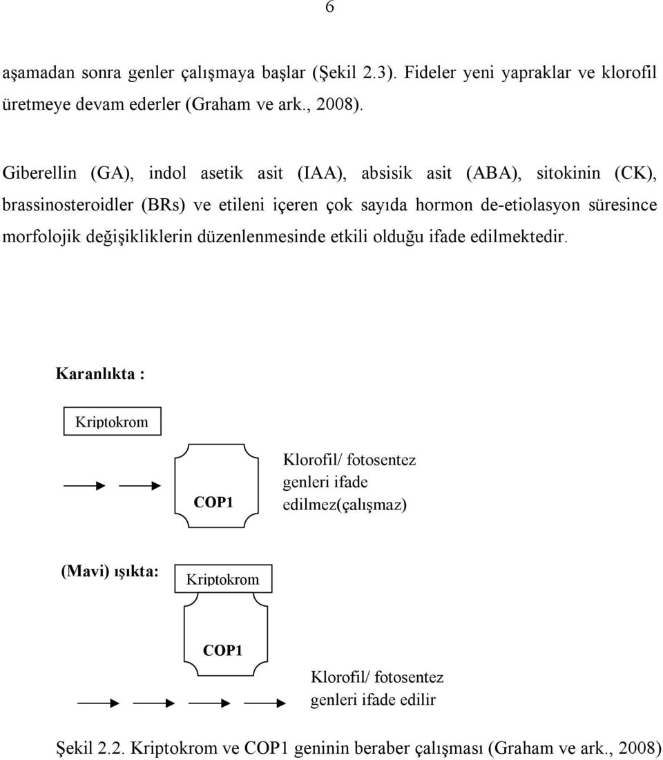 süresince morfolojik değişikliklerin düzenlenmesinde etkili olduğu ifade edilmektedir.