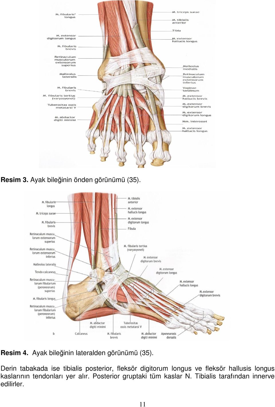 Derin tabakada ise tibialis posterior, fleksör digitorum longus ve