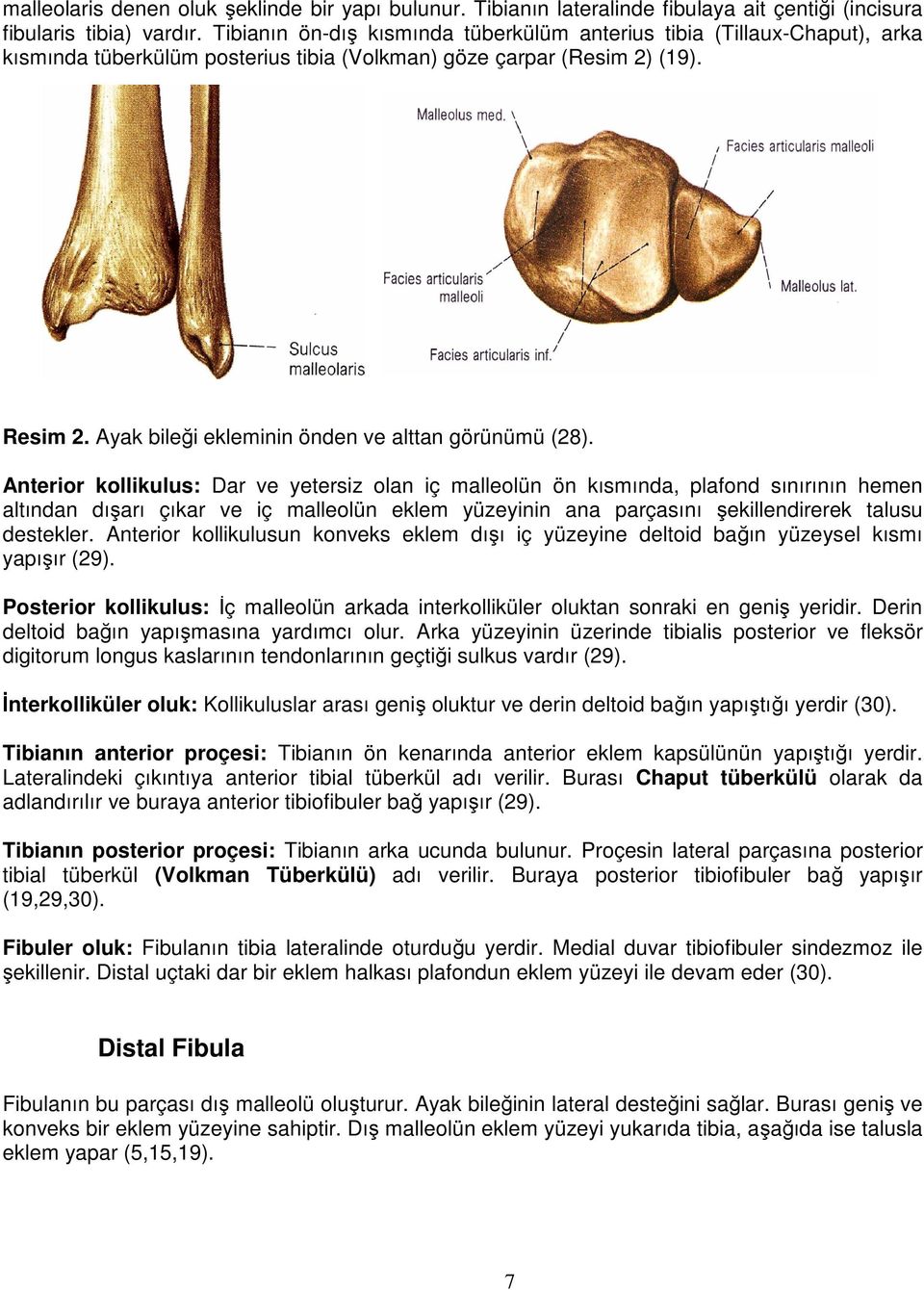 Ayak bileği ekleminin önden ve alttan görünümü (28).