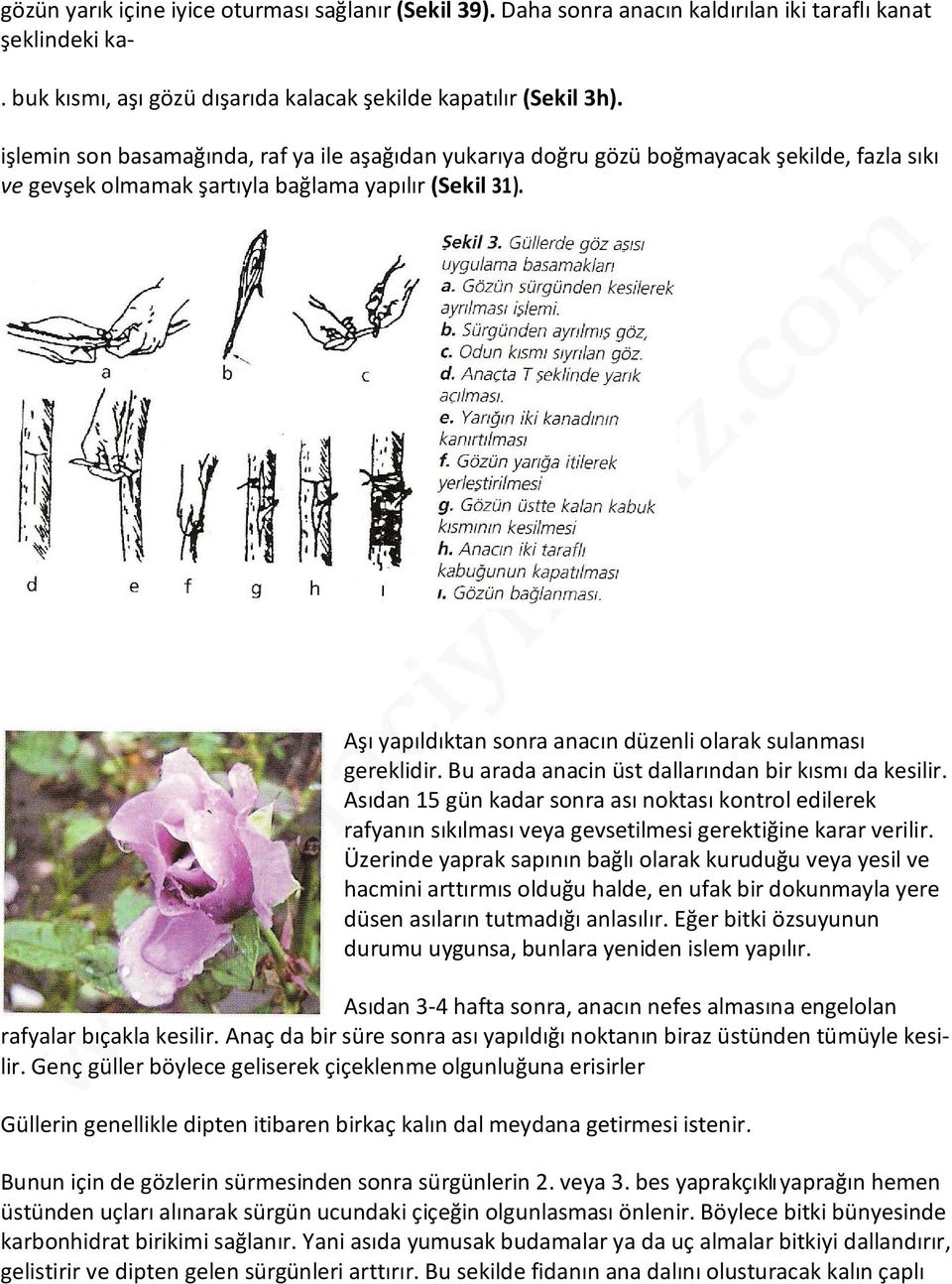 Aşı yapıldıktan sonra anacın düzenli olarak sulanması gereklidir. Bu arada anacin üst dallarından bir kısmı da kesilir.