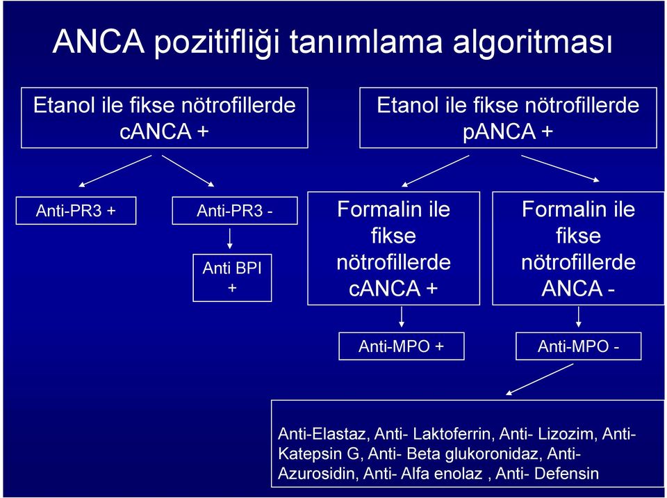 Formalin ile fikse nötrofillerde ANCA - Anti-MPO + Anti-MPO - Anti-Elastaz, Anti- Laktoferrin,