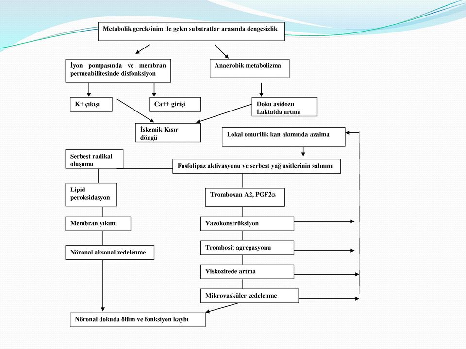 oluşumu Fosfolipaz aktivasyonu ve serbest yağ asitlerinin salınımı Lipid peroksidasyon Tromboxan A2, PGF2 Membran yıkımı