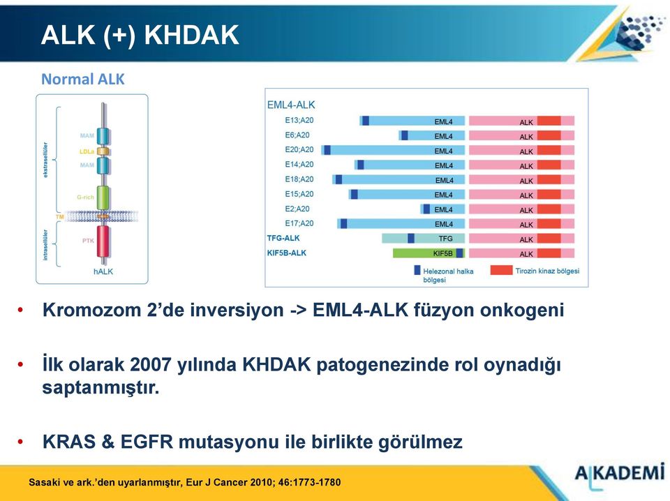 oynadığı saptanmıştır.