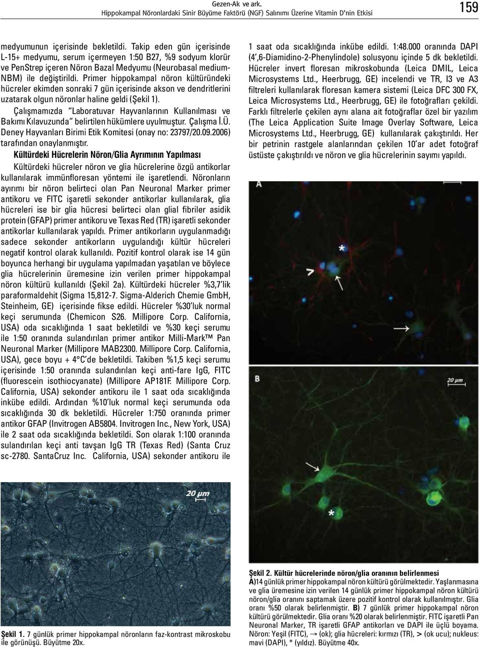 Primer hippokampal nöron kültüründeki hücreler ekimden sonraki 7 gün içerisinde akson ve dendritlerini uzatarak olgun nöronlar haline geldi (Şekil 1).