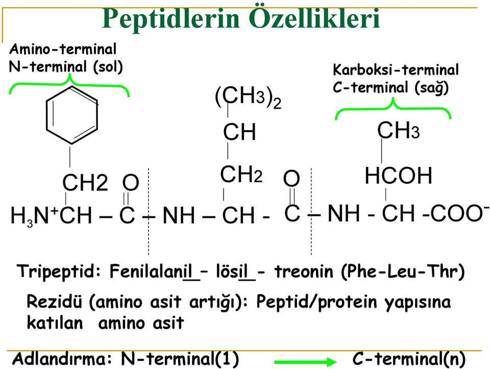 NH - CH -COO - Tripeptid: Fenilalanil lösil - treonin (Phe-Leu-Thr) Rezidü (amino