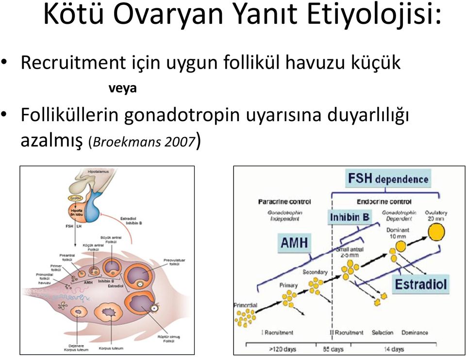 küçük veya Folliküllerin gonadotropin