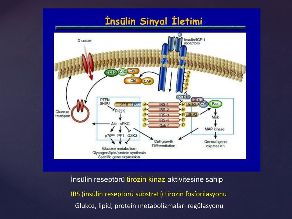reseptörü substratı) tirozin