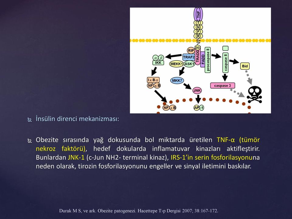 Bunlardan JNK-1 (c-jun NH2- terminal kinaz), IRS-1 in serin fosforilasyonuna neden olarak, tirozin