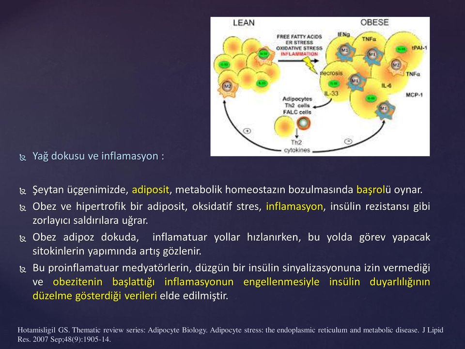 Obez adipoz dokuda, inflamatuar yollar hızlanırken, bu yolda görev yapacak sitokinlerin yapımında artış gözlenir.