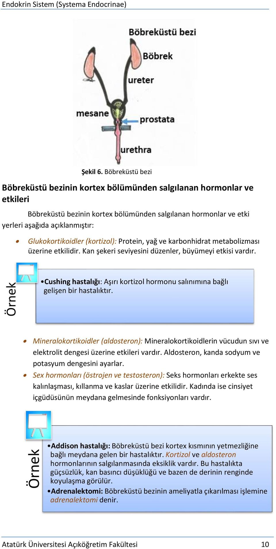 Glukokortikoidler (kortizol): Protein, yağ ve karbonhidrat metabolizması üzerine etkilidir. Kan şekeri seviyesini düzenler, büyümeyi etkisi vardır.