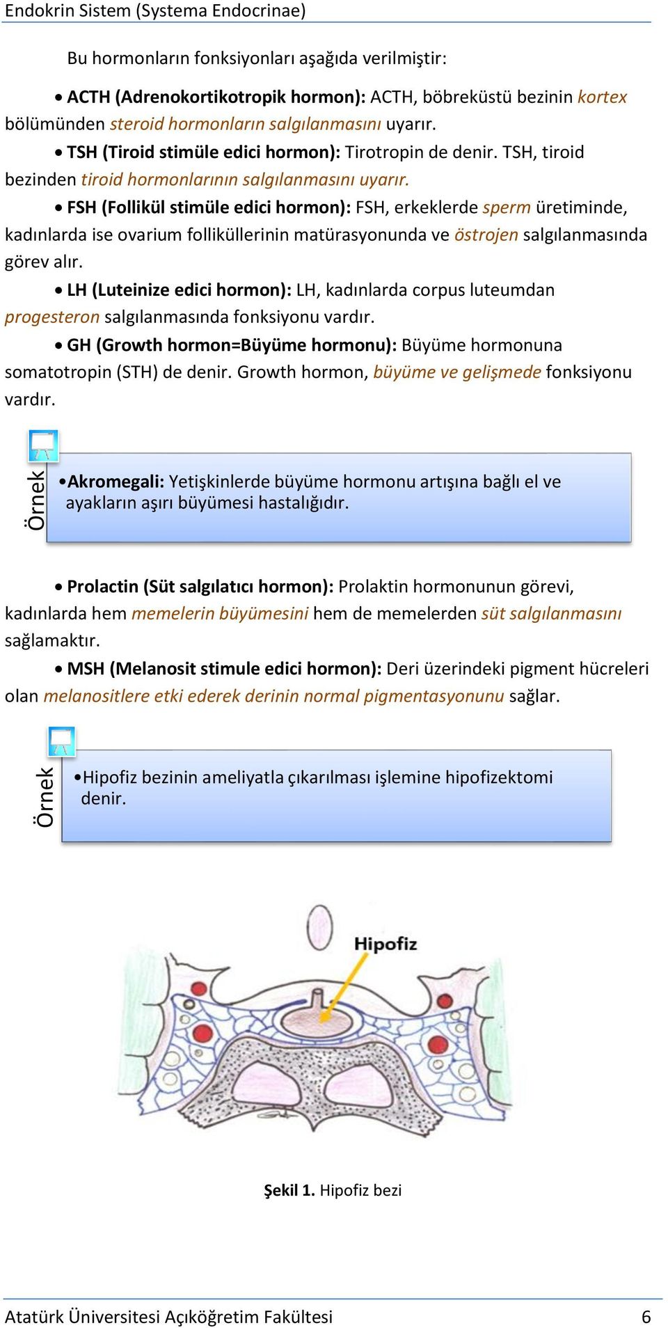 FSH (Follikül stimüle edici hormon): FSH, erkeklerde sperm üretiminde, kadınlarda ise ovarium folliküllerinin matürasyonunda ve östrojen salgılanmasında görev alır.