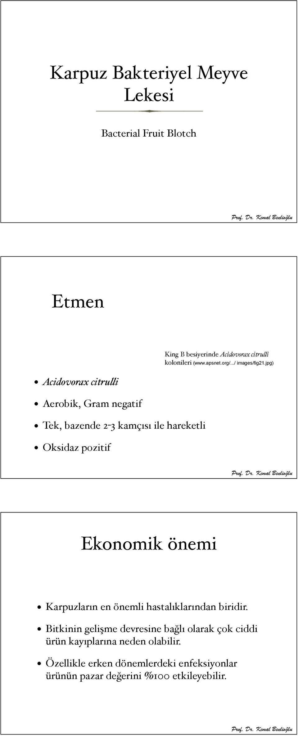 i kolonileri (www.apsnet.org/.../ images/fig21.jpg) Ekonomik önemi Karpuzların en önemli hastalıklarından biridir.