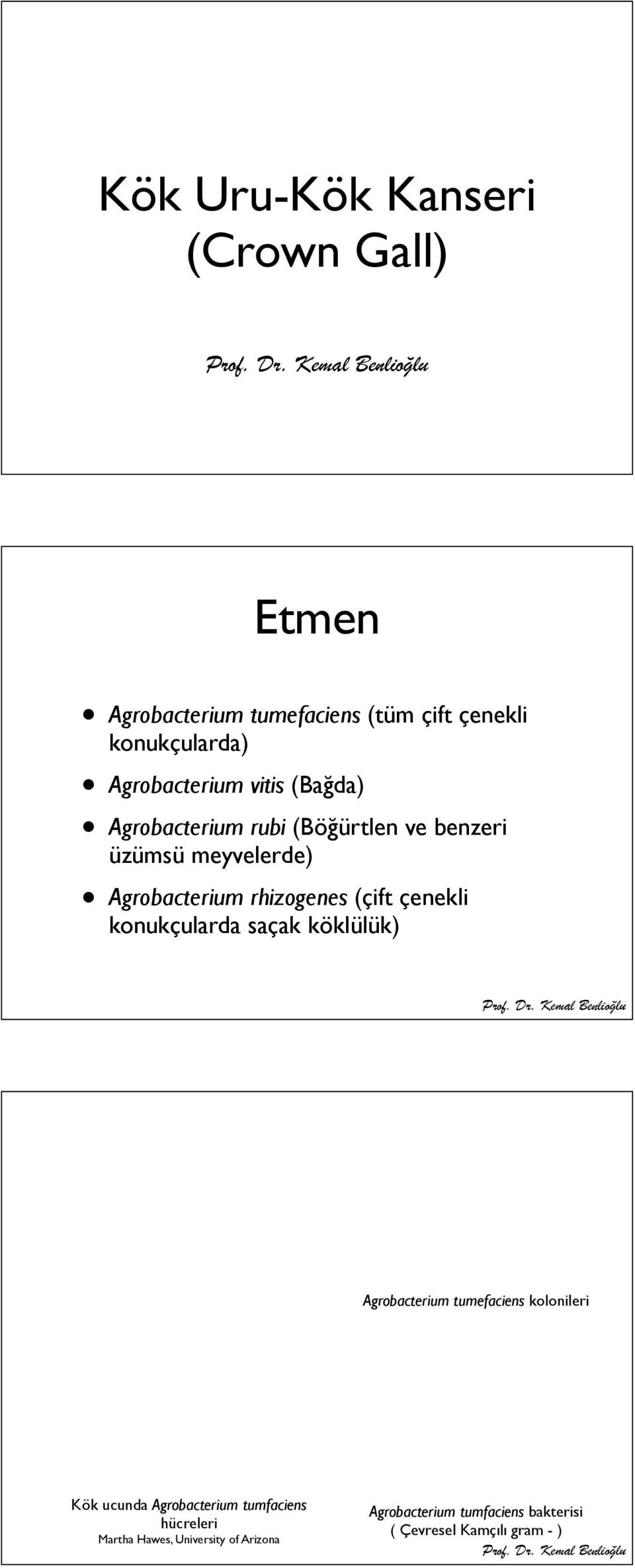 rhizogenes (çift çenekli konukçularda saçak köklülük) Agrobacterium tumefaciens kolonileri Kök ucunda