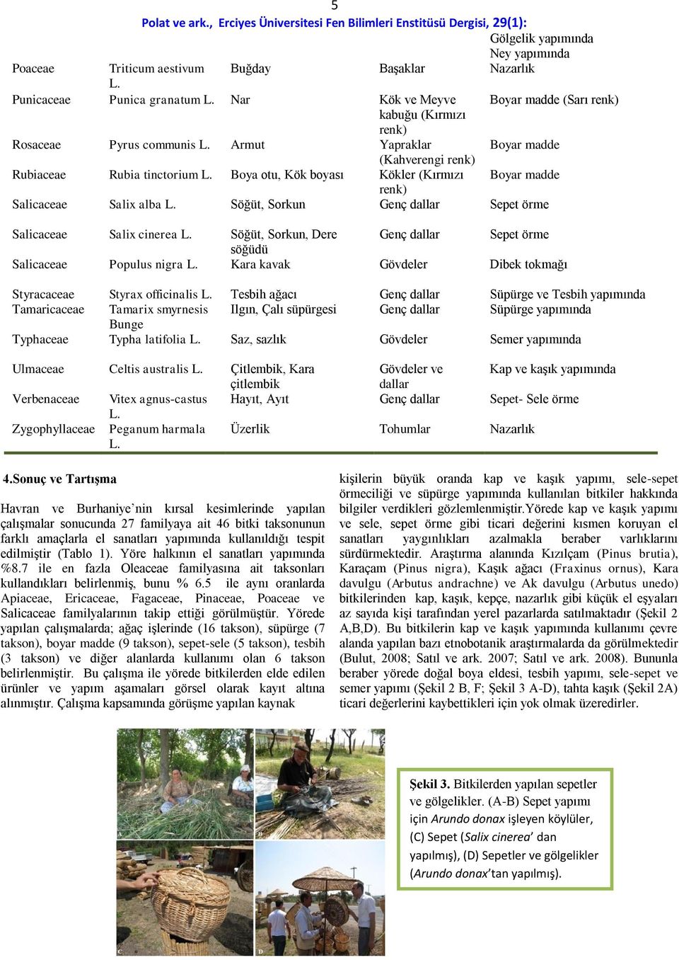 örme söğüdü Salicaceae Populus nigra Kara kavak Gövdeler Dibek tokmağı Styracaceae Styrax officinalis Tesbih ağacı Genç dallar Süpürge ve Tesbih yapımında Tamaricaceae Tamarix smyrnesis Ilgın, Çalı