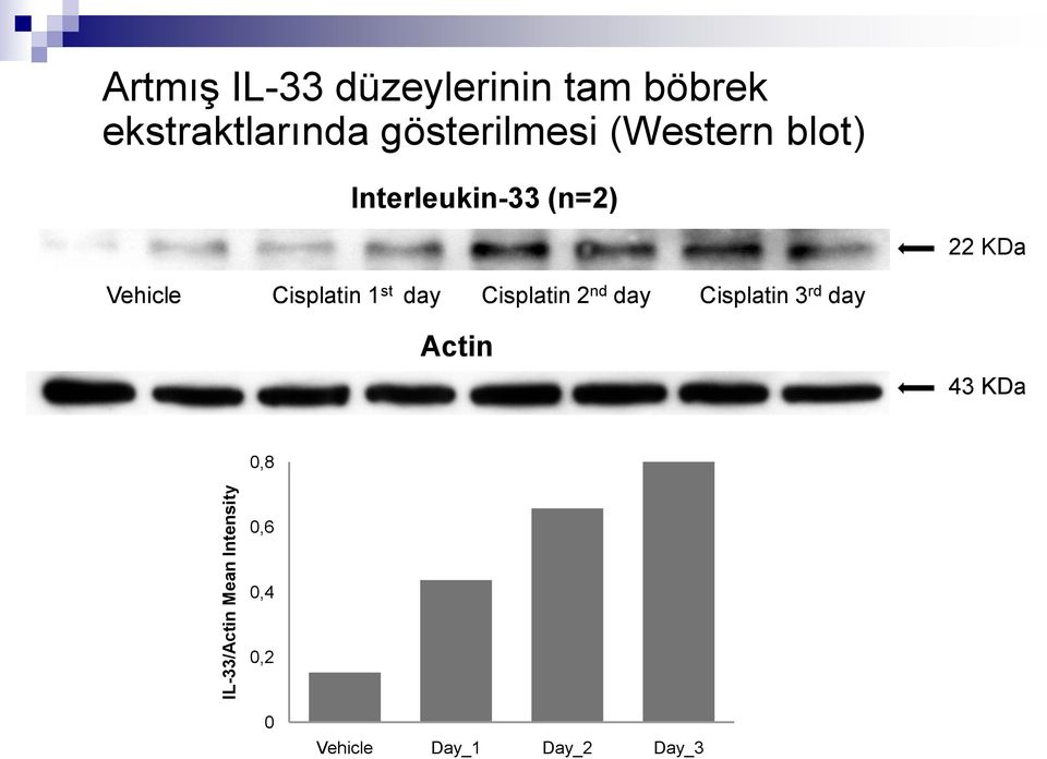 22 KDa Vehicle Cisplatin 1 st day Cisplatin 2 nd day Cisplatin 3