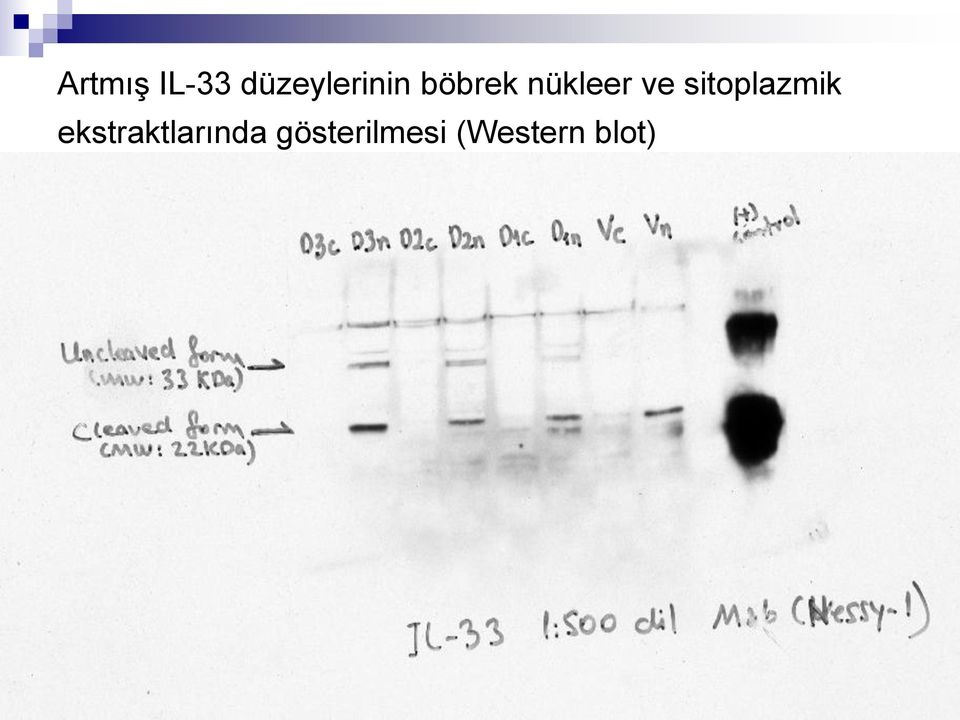 nükleer ve sitoplazmik