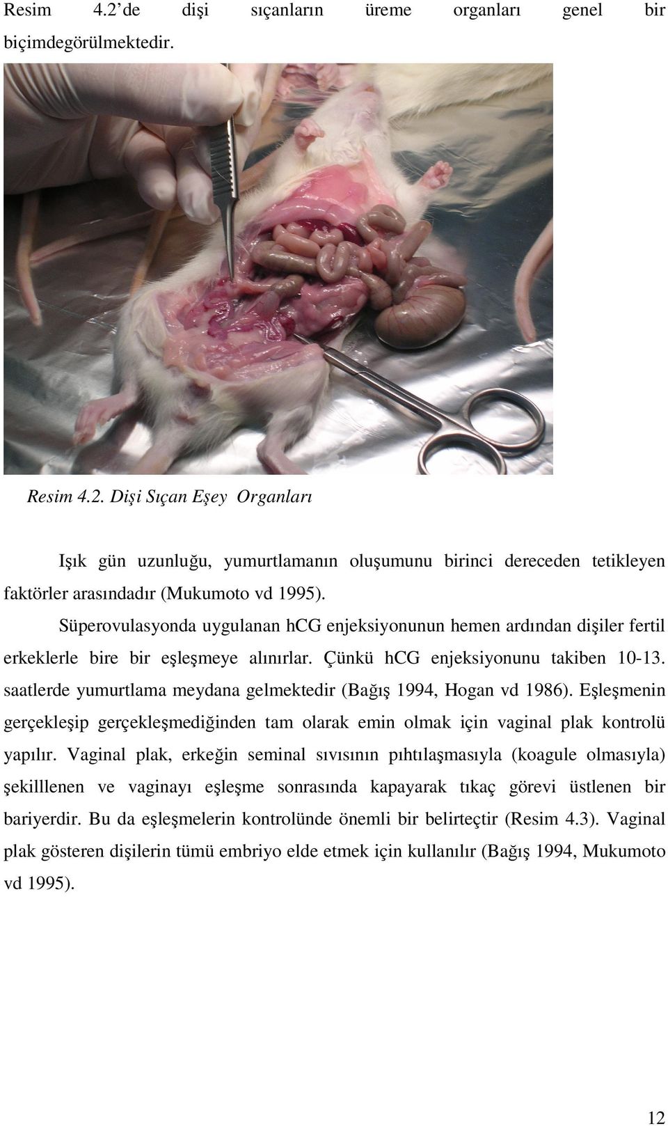 saatlerde yumurtlama meydana gelmektedir (Bağış 1994, Hogan vd 1986). Eşleşmenin gerçekleşip gerçekleşmediğinden tam olarak emin olmak için vaginal plak kontrolü yapılır.