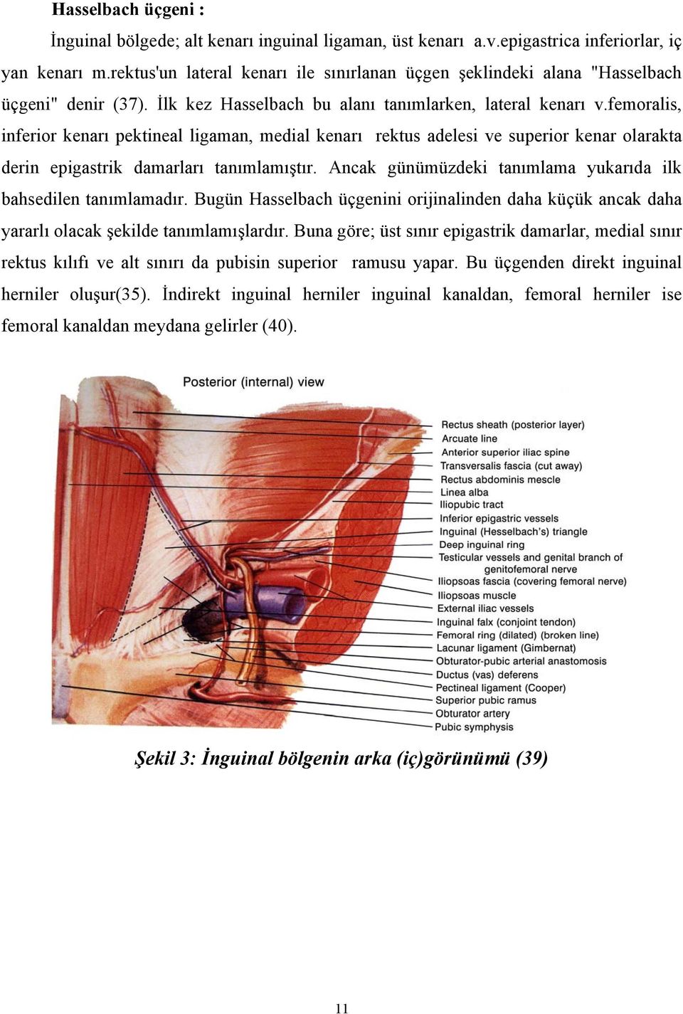 femoralis, inferior kenarı pektineal ligaman, medial kenarı rektus adelesi ve superior kenar olarakta derin epigastrik damarları tanımlamıştır.