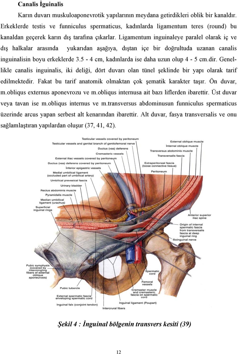 Ligamentum inguinaleye paralel olarak iç ve dış halkalar arasında yukarıdan aşağıya, dıştan içe bir doğrultuda uzanan canalis inguinalisin boyu erkeklerde 3.