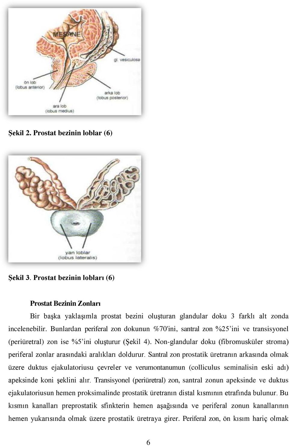 Non-glandular doku (fibromusküler stroma) periferal zonlar arasındaki aralıkları doldurur.