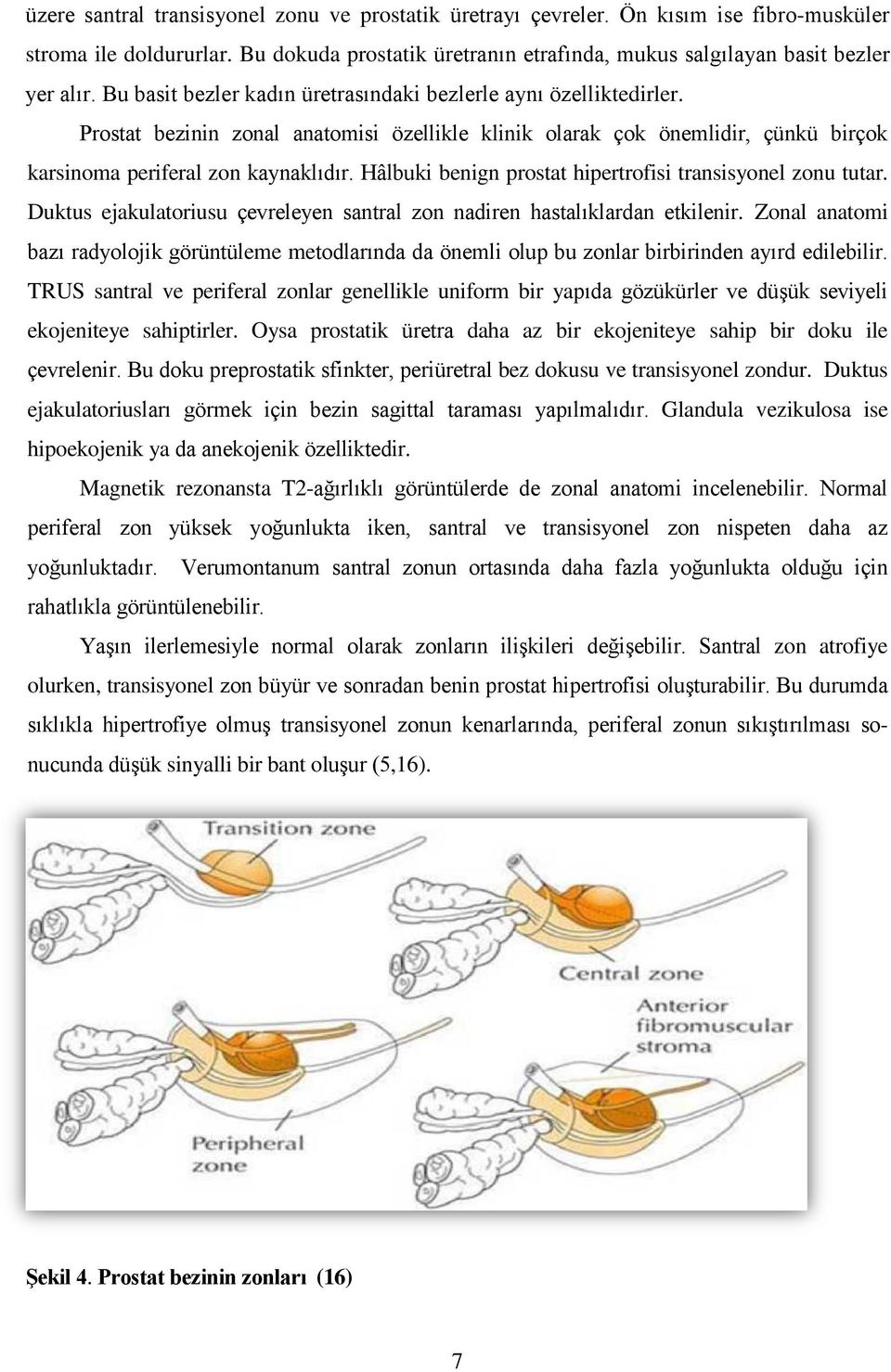 Hâlbuki benign prostat hipertrofisi transisyonel zonu tutar. Duktus ejakulatoriusu çevreleyen santral zon nadiren hastalıklardan etkilenir.