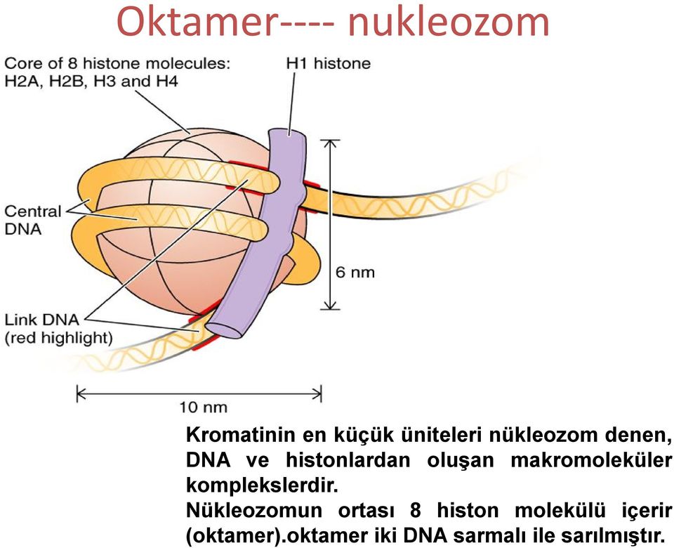 makromoleküler komplekslerdir.